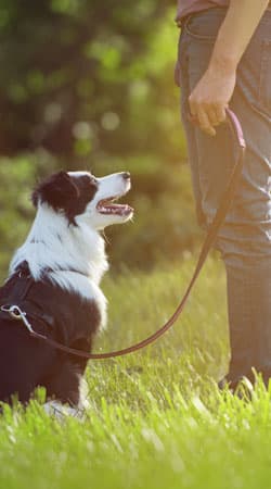Fear-free veterinary care technique being used with a calm pet at Cane Bay Vet Clinic
