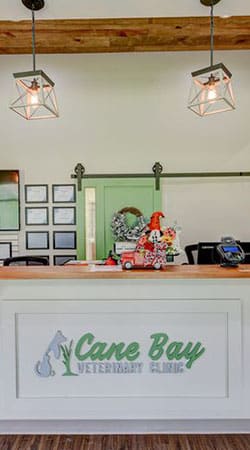 Happy pet receiving general veterinary care at Cane Bay Veterinary Clinic
