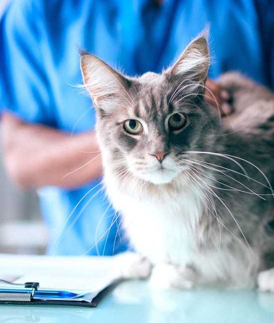 Happy pet enjoying veterinary care as part of the new client special at Cane Bay Veterinary Clinic
