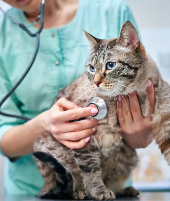 Veterinary team member caring for a pet as part of the new client special at Cane Bay Veterinary Clinic
