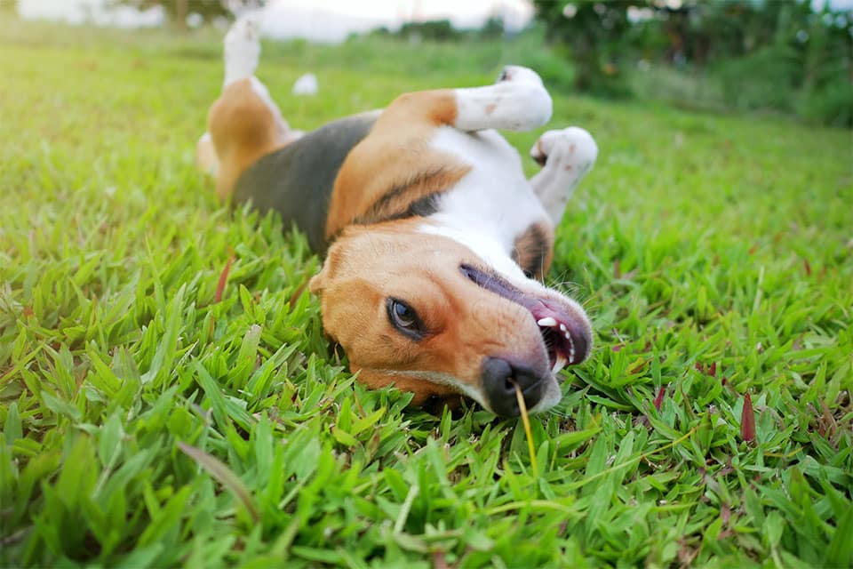 Happy, healthy pet during a preventative care wellness visit at Cane Bay Veterinary Clinic
