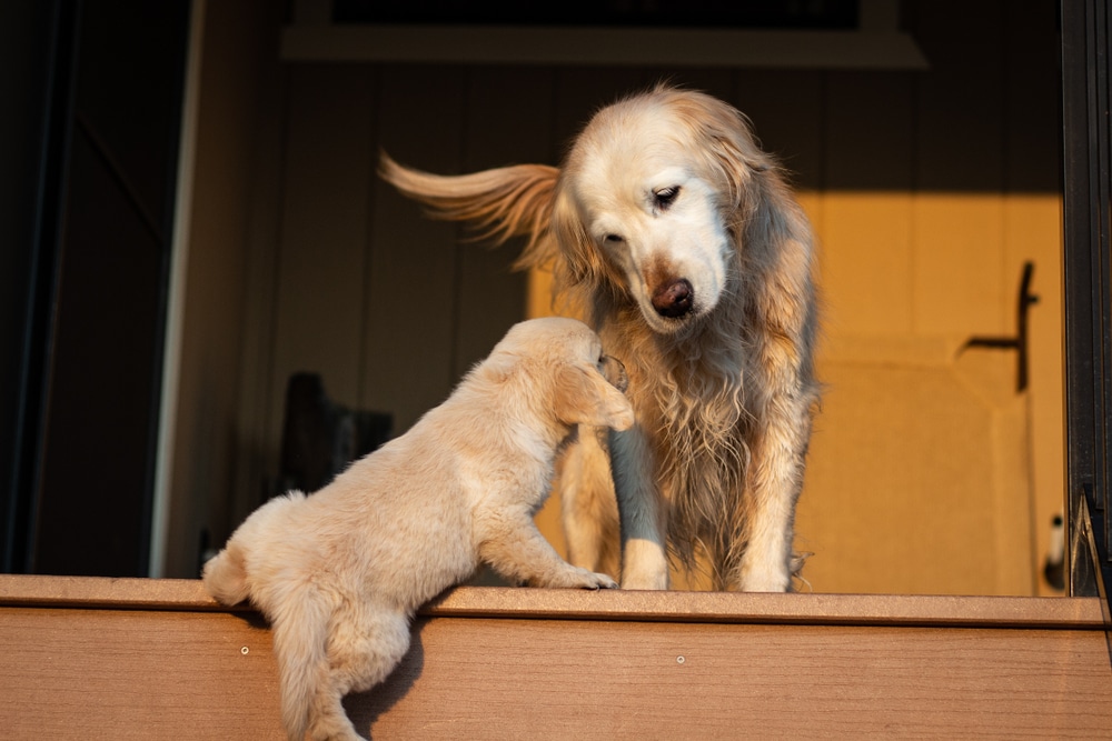 Golden Retriever puppy climbing up stairs toward an adult dog