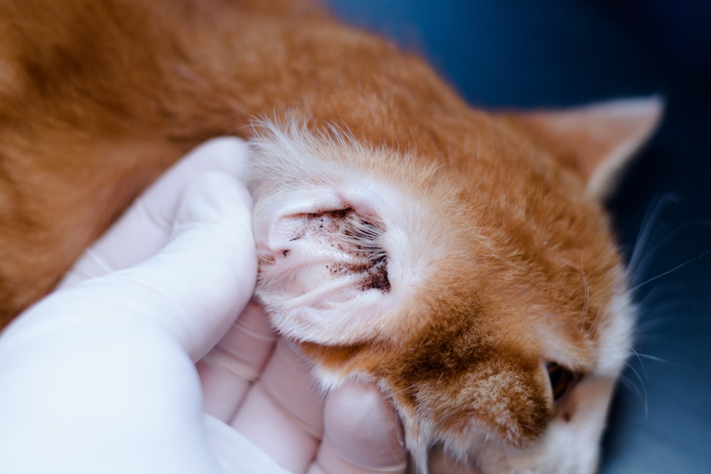 Kitten with ear mites showing signs of ear irritation — feline ear health concern