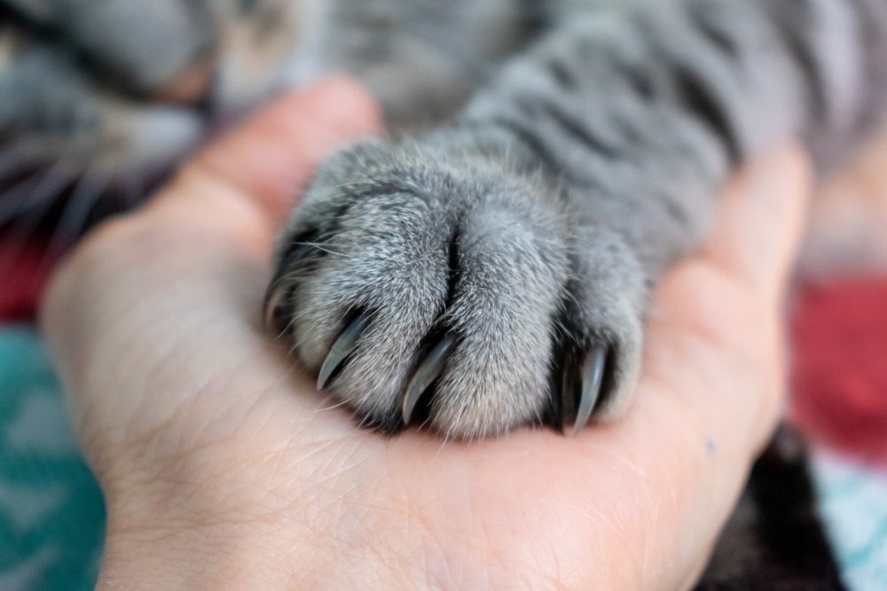 Fluffy cat gently placing its paw on a human hand, symbolizing the bond between pets and owners