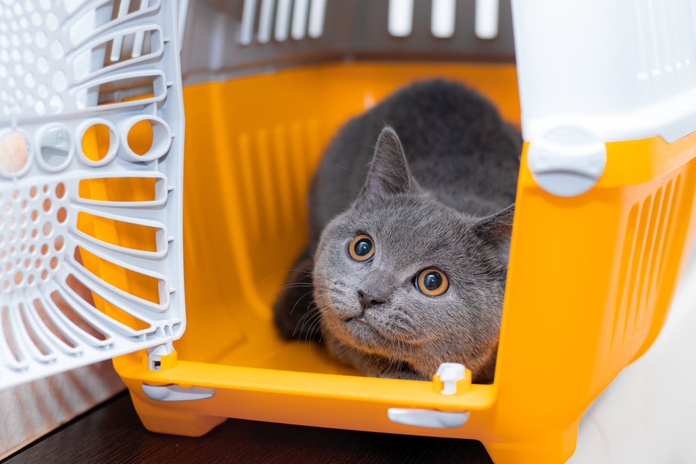 Cat sitting calmly inside an animal carrier, prepared for a veterinary visit