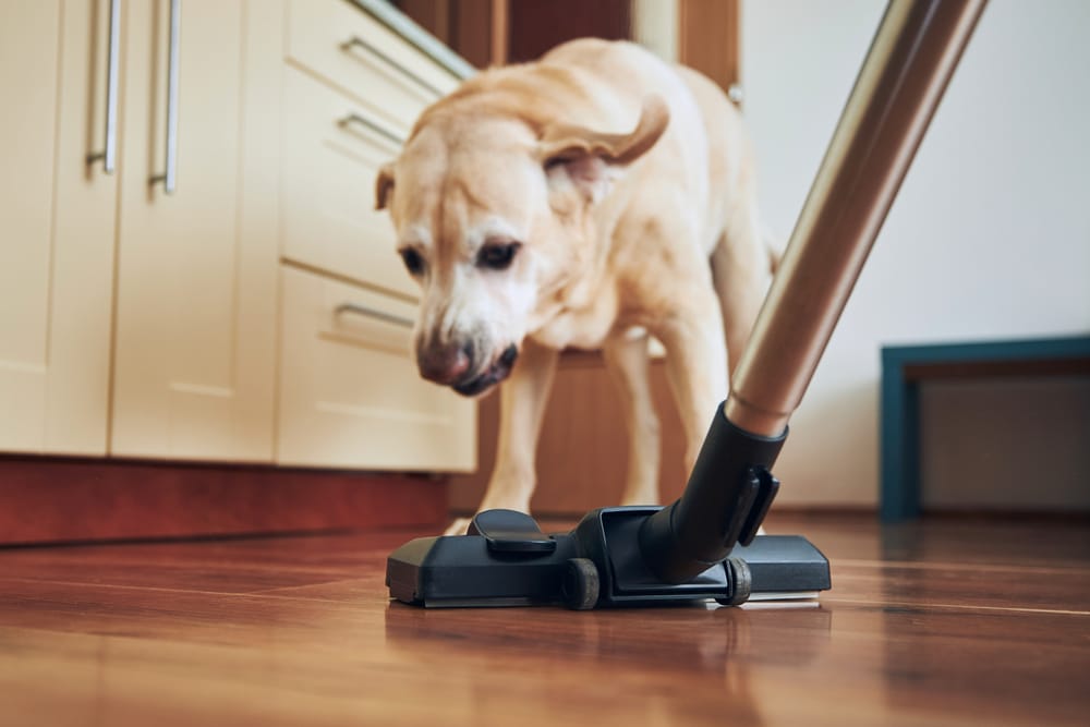 Naughty dog barking at a vacuum cleaner during house cleaning, illustrating pet behavior topics