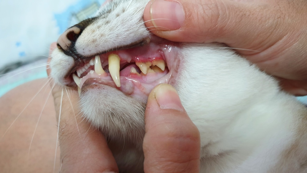 Close-up of a dog's teeth as owner opens mouth to inspect dental health