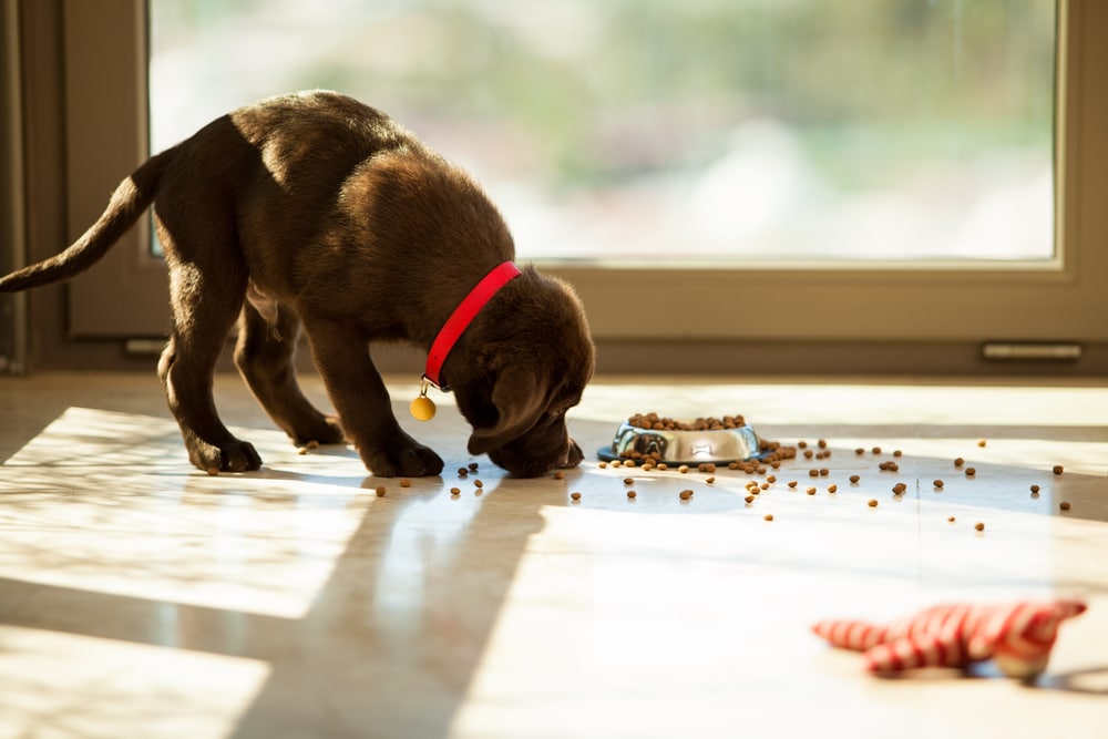 Brown Labrador eating from its food bowl, illustrating proper pet nutrition and feeding