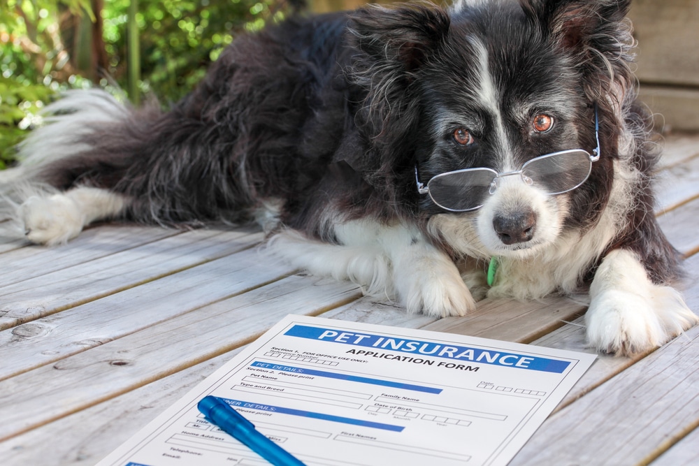 Elderly Border Collie dog wearing glasses, humorously considering pet insurance options