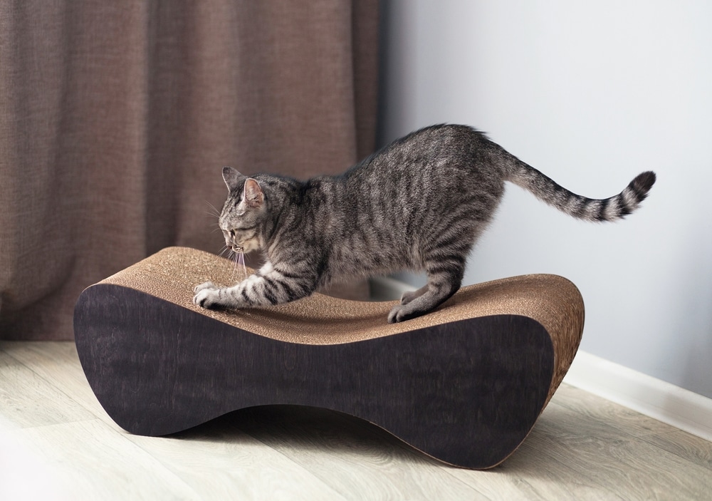 Cute cat sharpening claws on a scratching post, demonstrating natural feline behavior