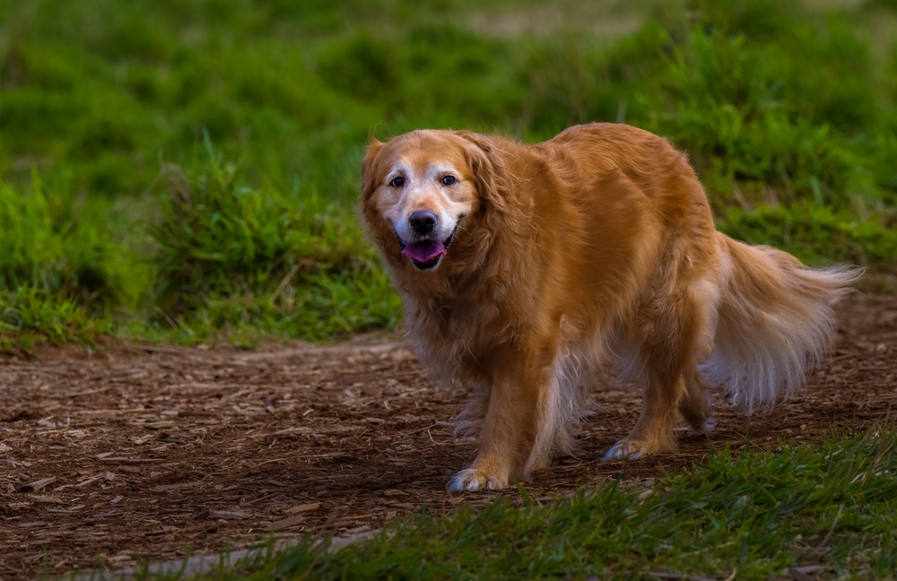 Senior Golden Retriever walking on a wood chip pathway, highlighting active care for aging pets