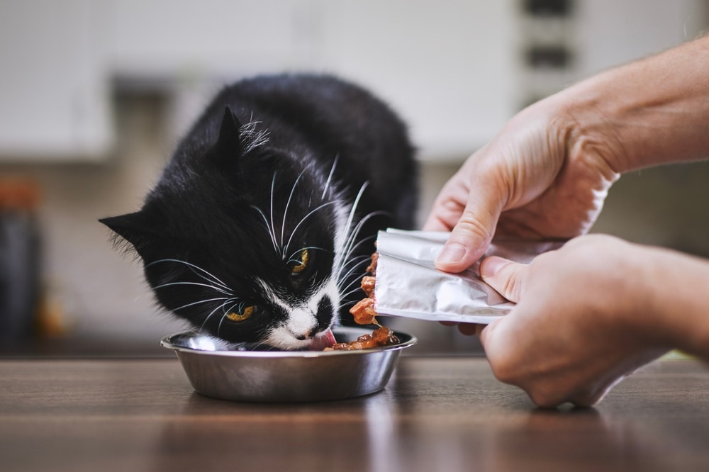 Man feeding his hungry cat at home — daily domestic pet care routine