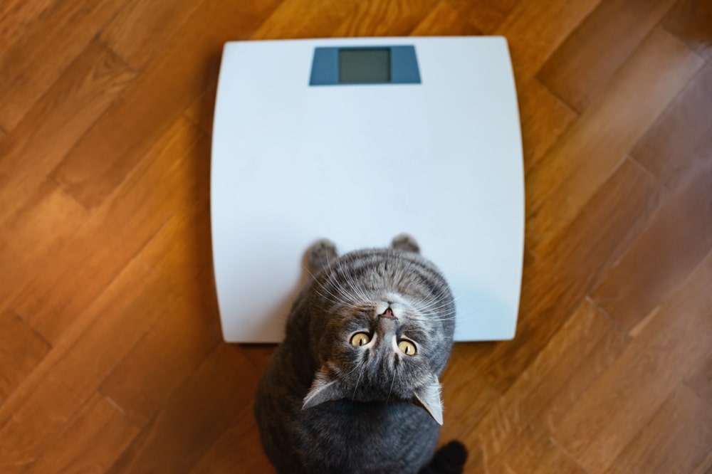 Funny cat standing on a veterinary scale during a pet wellness weight check