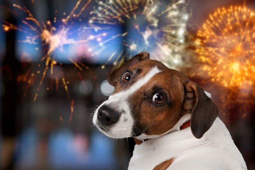 Anxious dog looking out a window at fireworks, showing signs of noise anxiety in pets