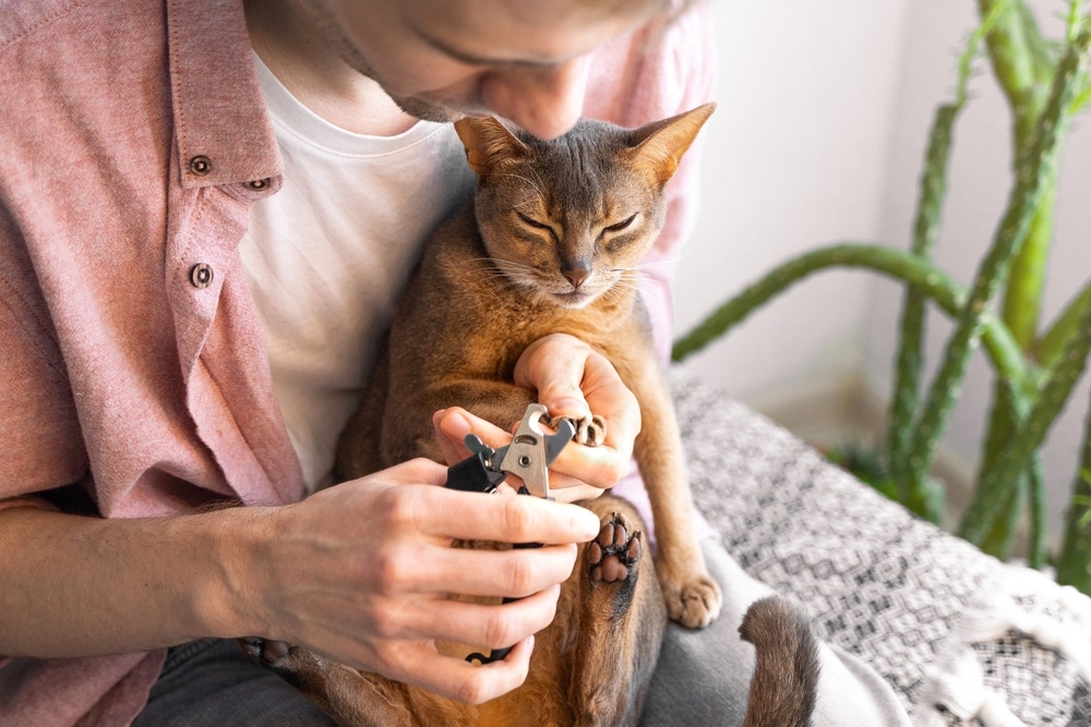 Veterinarian in pink gloves trimming a cat's claws during a routine pet grooming appointment