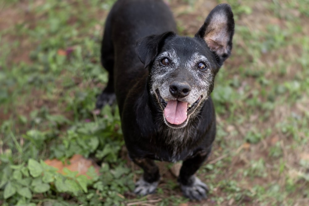 Happy senior mixed-breed dog smiling outdoors in natural light