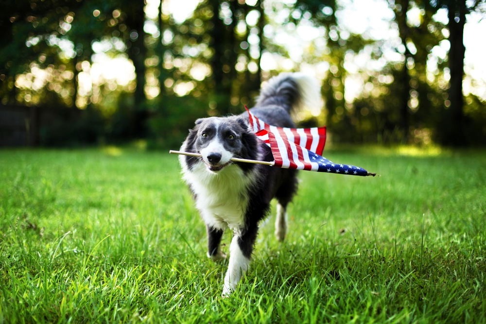 Happy dog playing outside carrying an American flag — celebrating holidays safely with pets