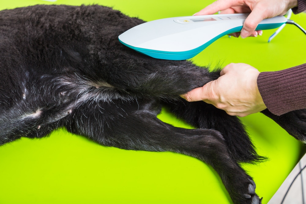 Veterinarian providing treatment to a dog during an examination at an animal clinic