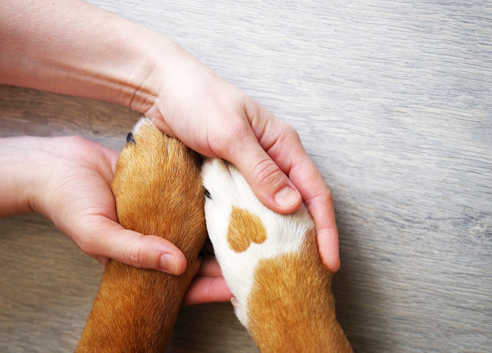 Close-up of dog paws forming a heart shape — pet love and veterinary care