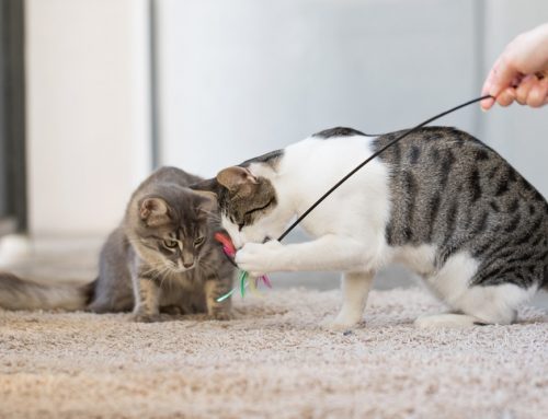 Can You Build Real Pet Enrichment Without Spending a Dime?