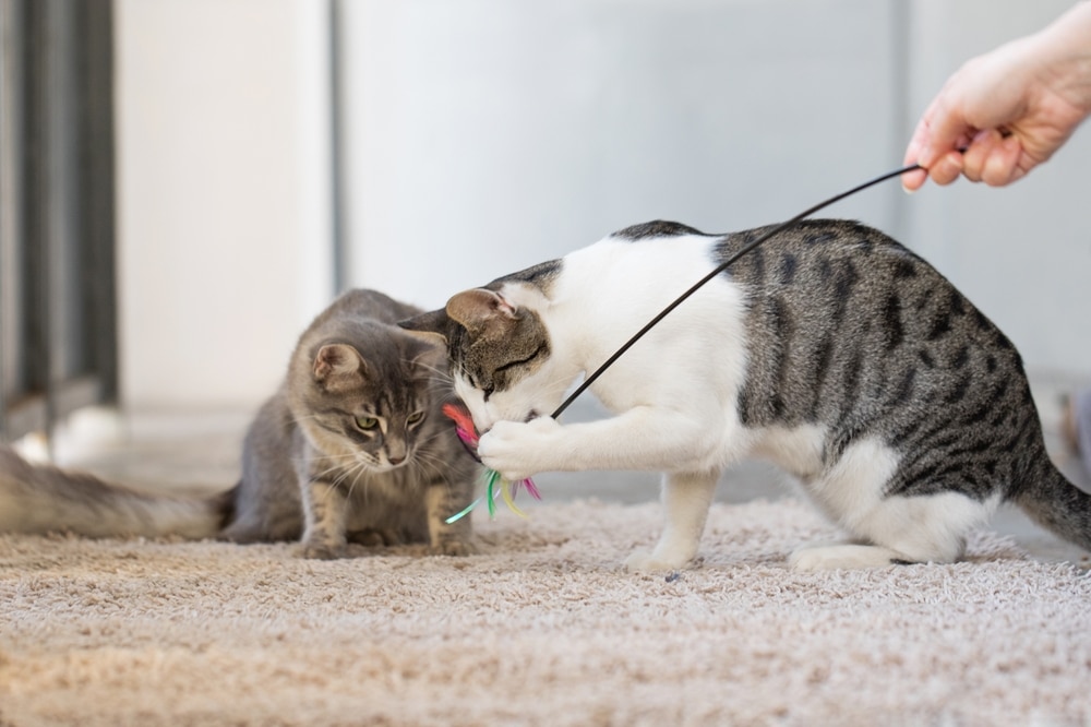 Two playful kittens interacting together, promoting healthy socialization, play, and early feline development.